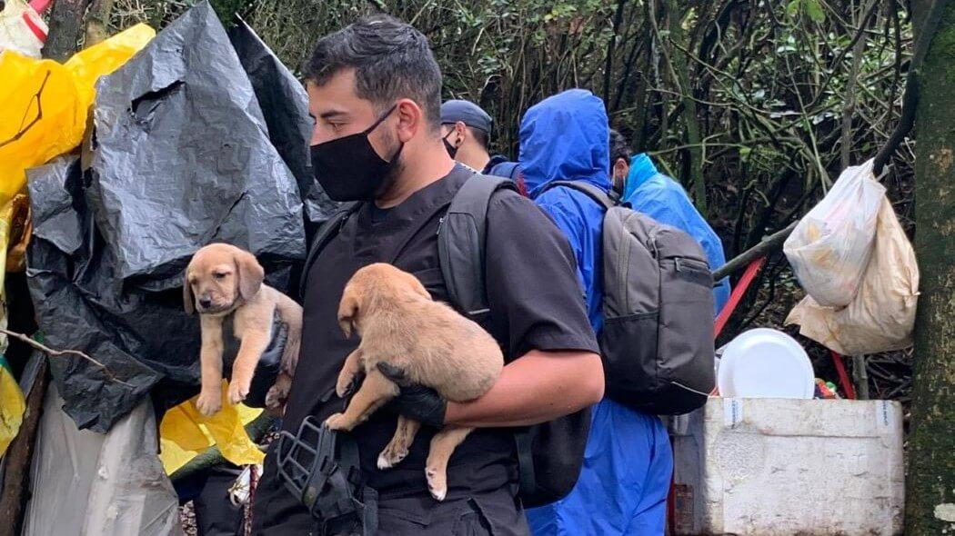 Imagen de atención a dos caninos.