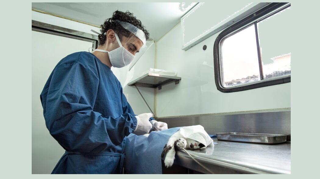 Imagen de un médico veterinario esterilizando a un gato.