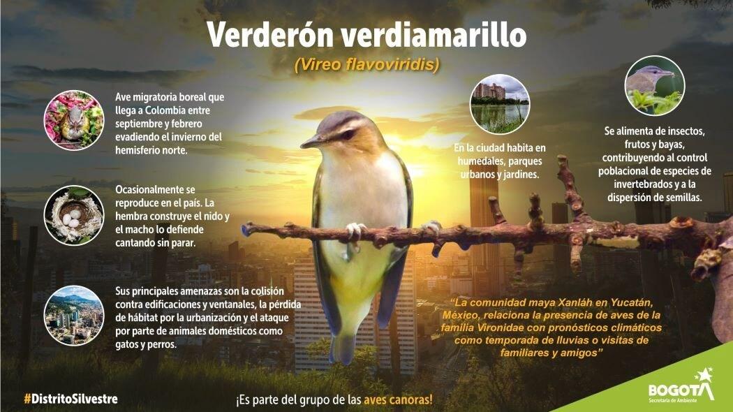 Imagen del verderón verdiamarillo