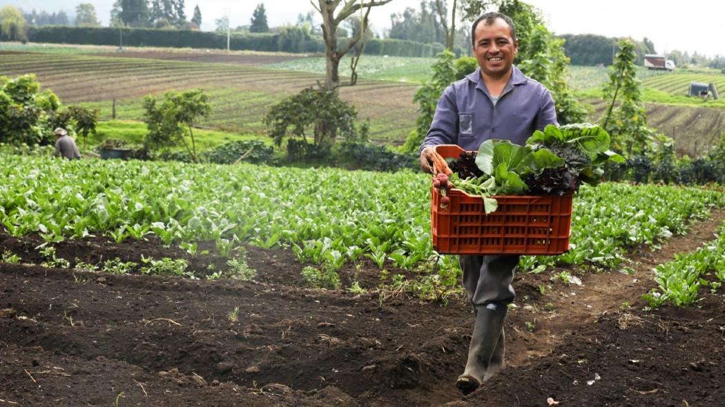 Mercados campesinos a domicilio