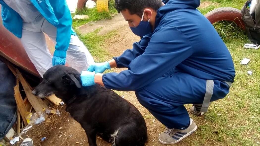 Imagen de la brigada de atención veterinaria.