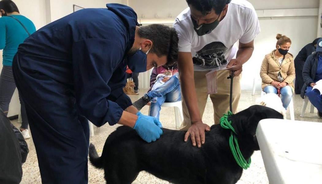 Imagen de la atención a un canino en Localidad Candelaria.