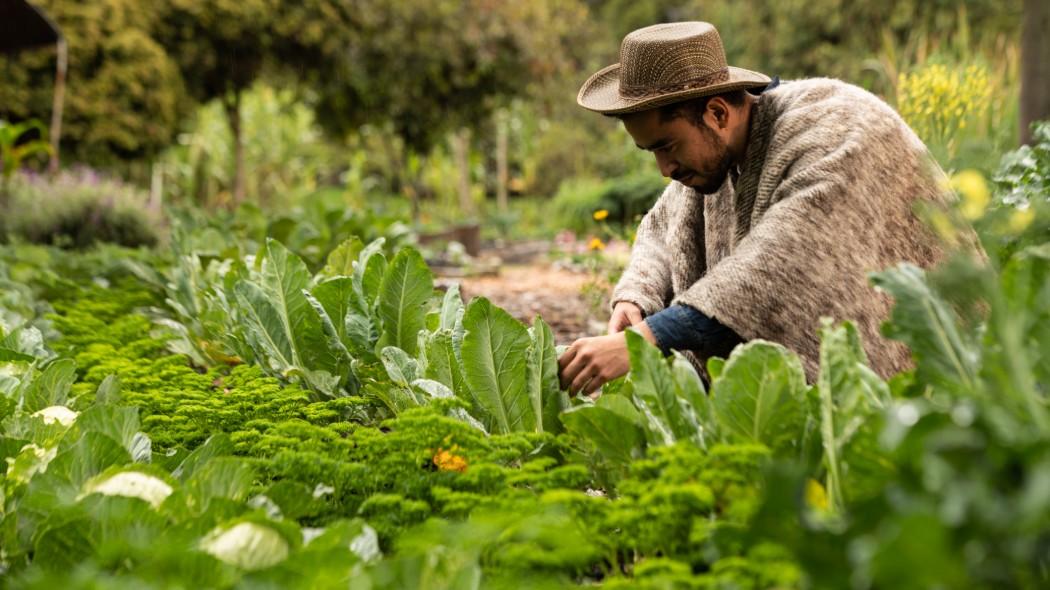 Bogotá agradece a nuestros campesinos