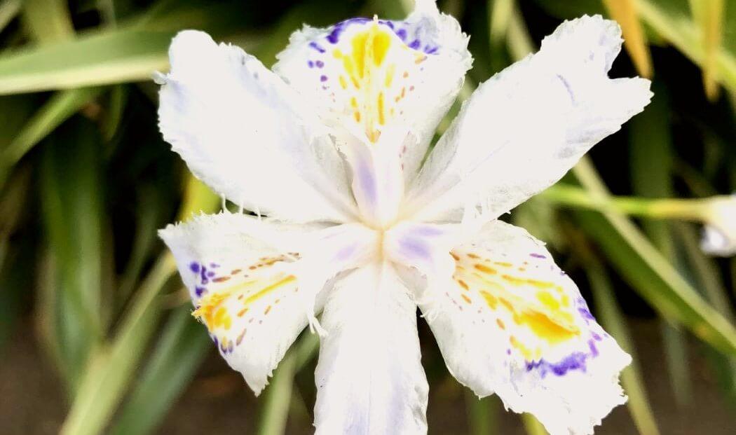 Primer plano de una flor blanca en el Jardín Botánico.