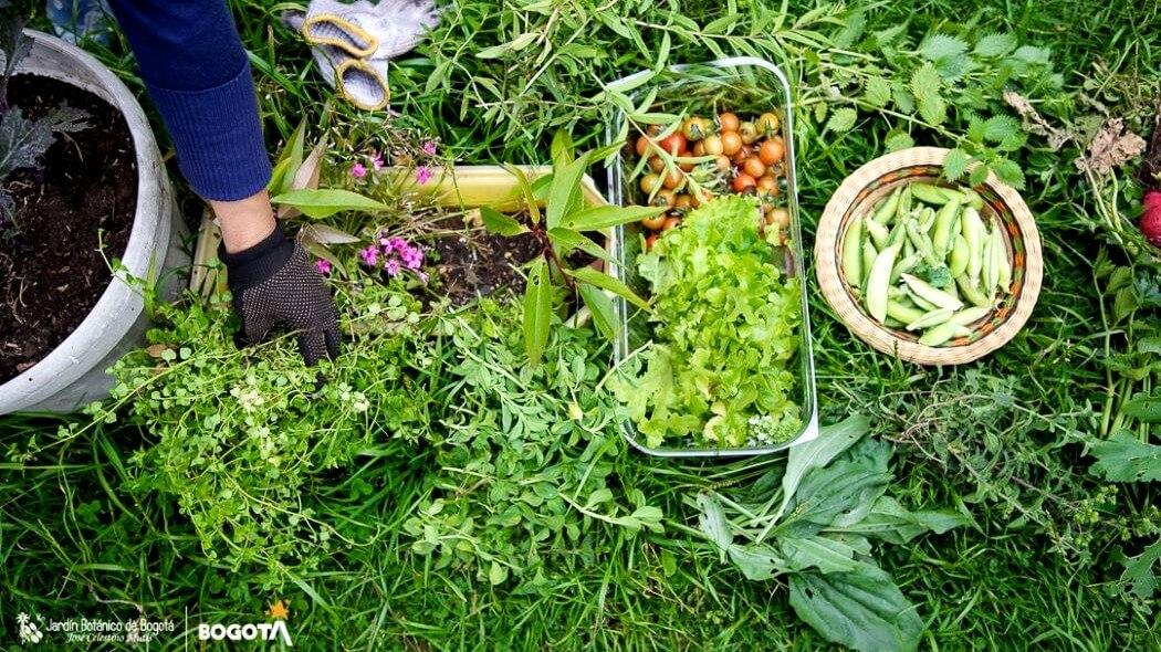 Imagen de tomates y verduras de una huerta urbana.