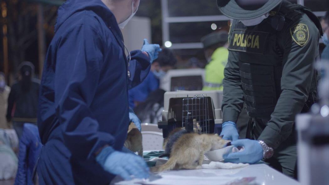 Imagen de la valoración médica de los gatos.