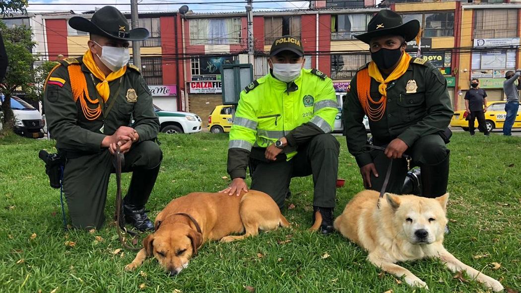 Los perritos Pudín y Osito se mostraron alegres de regresar a vvir en el CAI