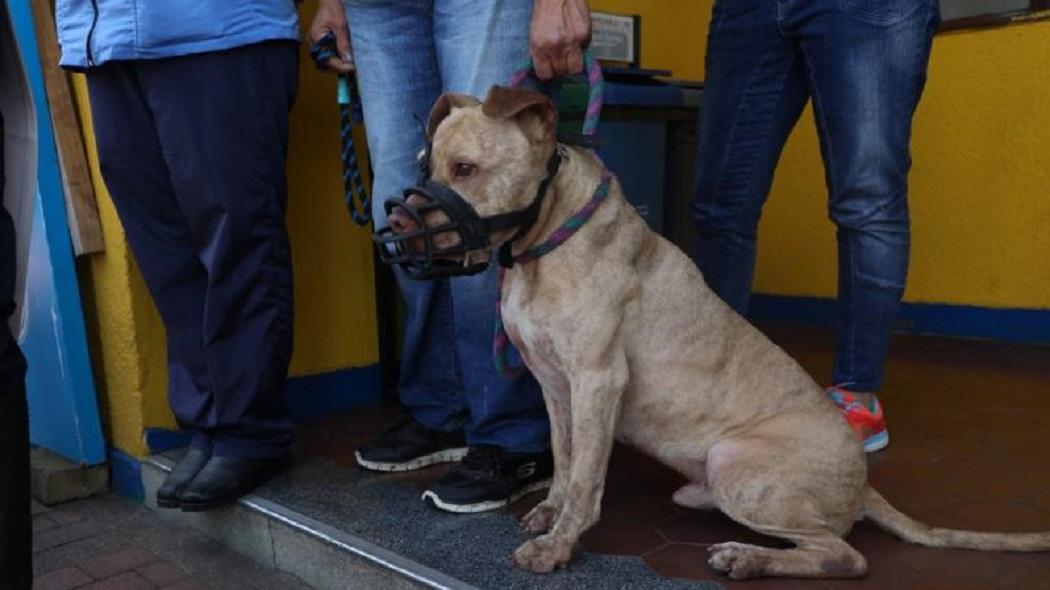 Los animales de compañía deben ser tenidos en cuenta en el simulacro.