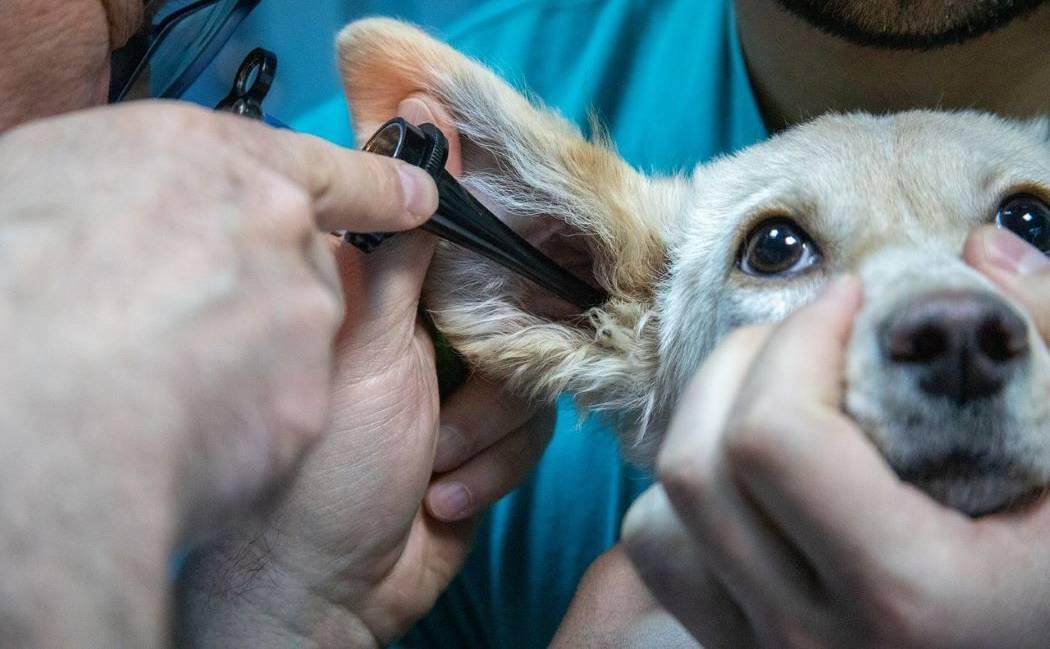 Imagen de un perro en chequeo médico.