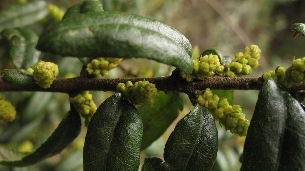 Imagen de las flores del laurel de cera