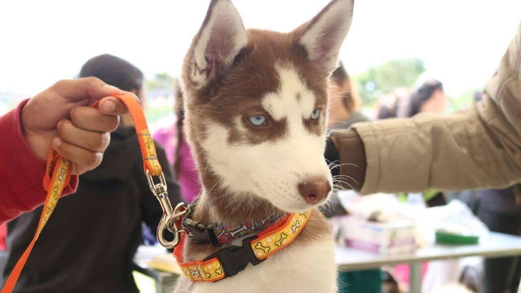 Imagen de un perro en una de las jornadas.