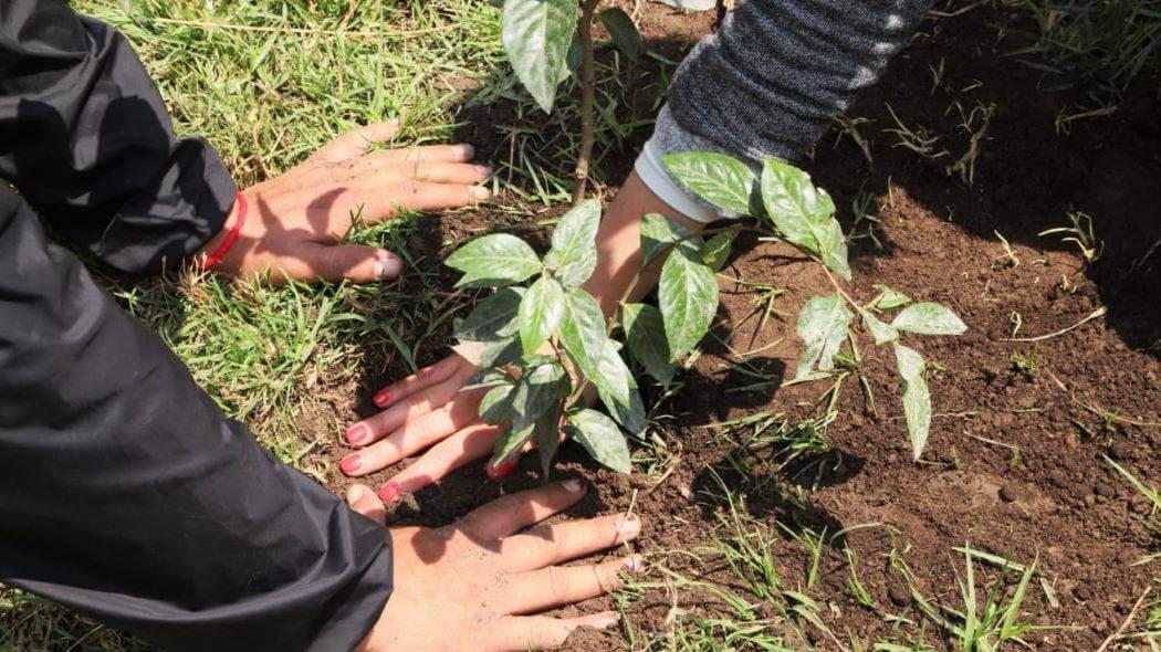 Imagen de la plantación de árboles en Entrenubes.