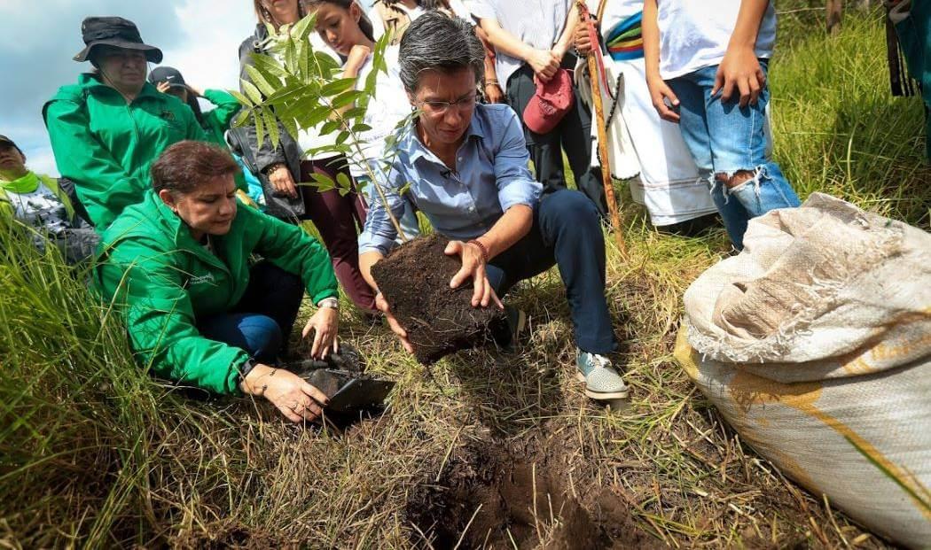 Imagen de plantación de árboles en Bogotá