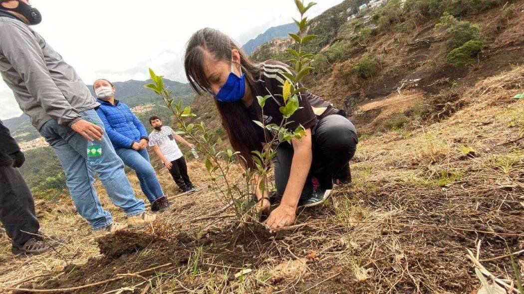 Imagen de la plantación de árboles en Entrenubes.