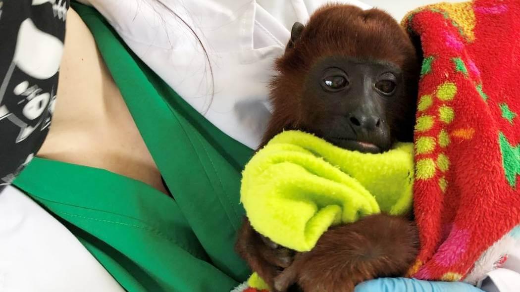 Imagen de un primate en recuperación