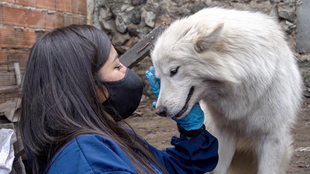 Imagen de atención a un canino.