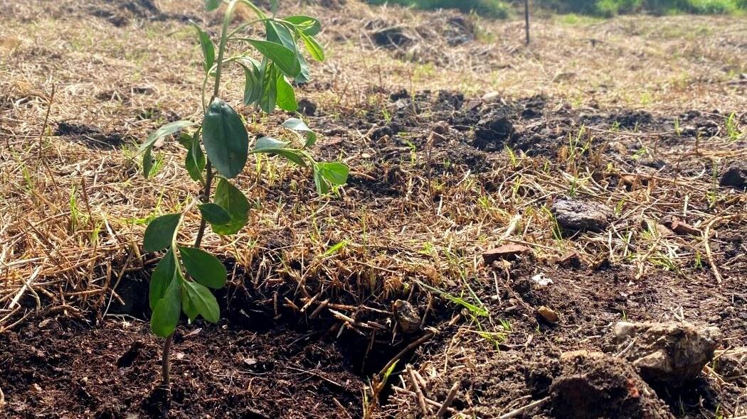 Imagen de un árbol plantado.