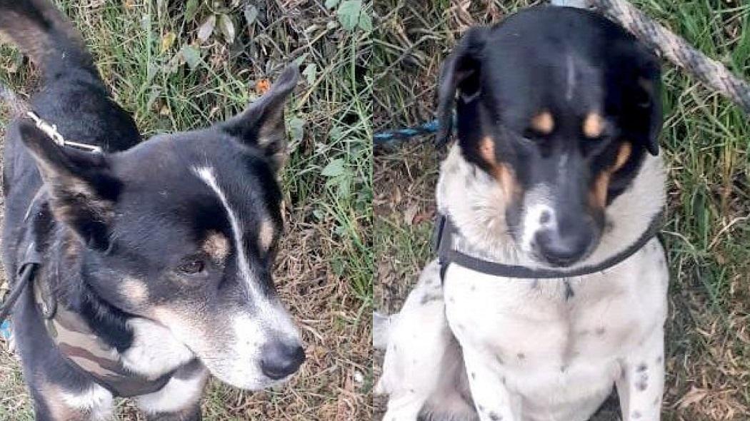 Tras ser recatados los perritos fueron entregados a sus dueños