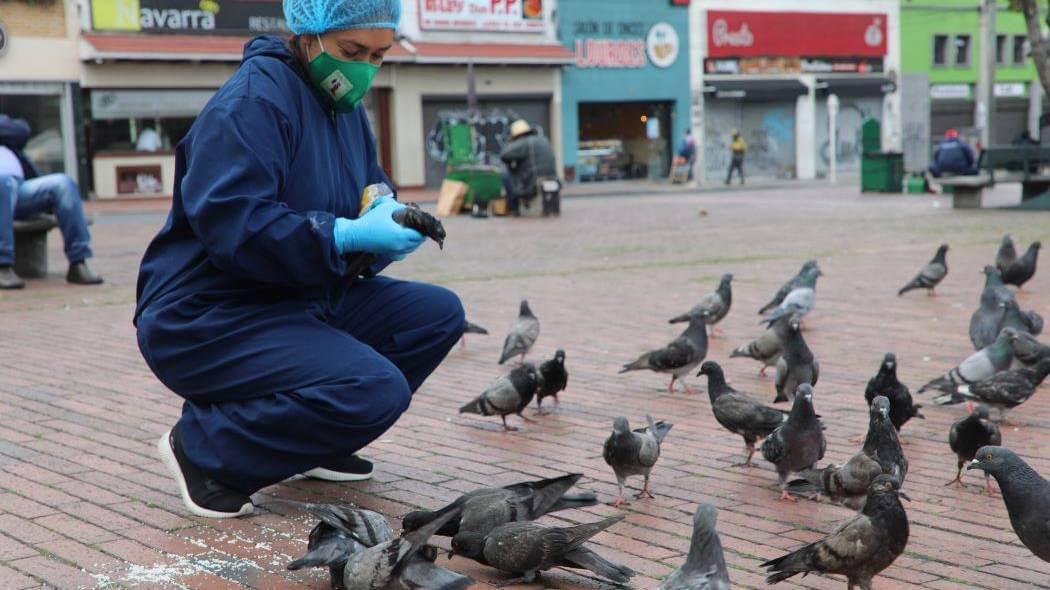 Imagen de atención a palomas.