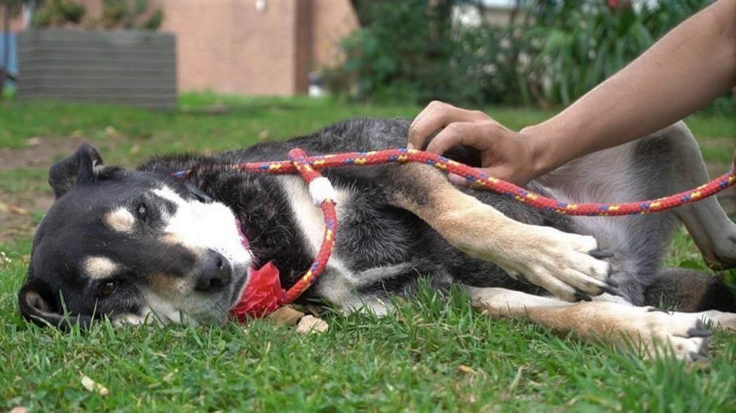 Imagen de un perro en acostado en el pasto. 