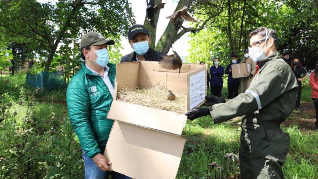 Las aves fueron liberadas en los humedales Jaboque, Córdoba y Guaymaral.