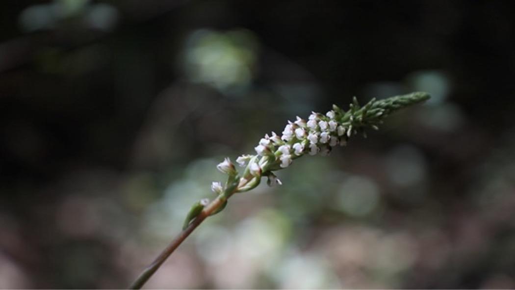  Sus flores son blancas con marcas verdes o marrón, y están ubicadas en un eje vertical que mide entre 4 y 15 centímetros de largo.