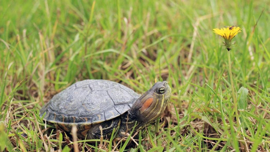 Tortuga que fue traída a Bogotá de sde otras ciudades del país