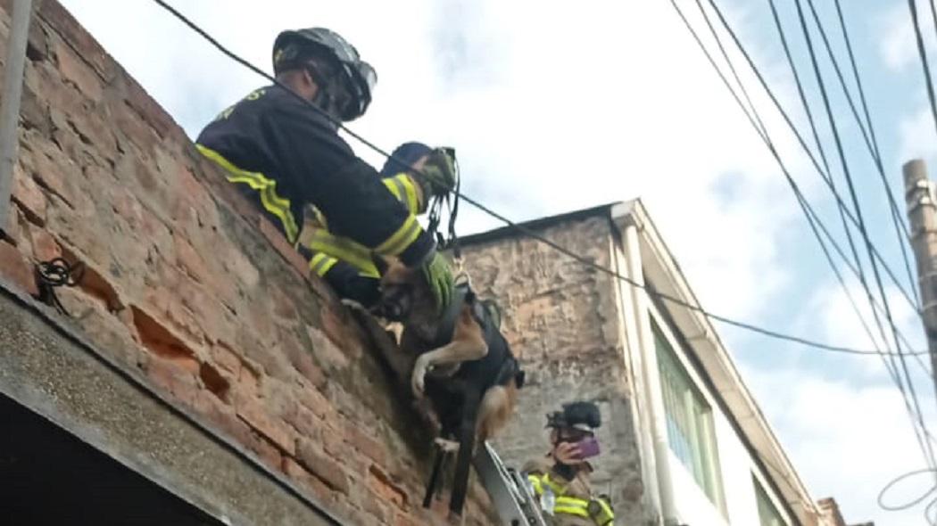 Los perros llevaban por los menos 10 días llamando la atención de los vecinos de la vivienda.