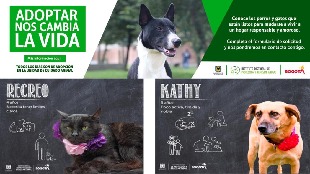 Todos los días son de adopción en la Unidad de Cuidado Animal