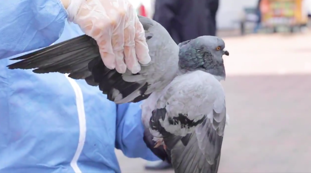 El IDPYBA invita a la comunidad a permitir que las palomas desarrollen libremente su subsistencia como especie