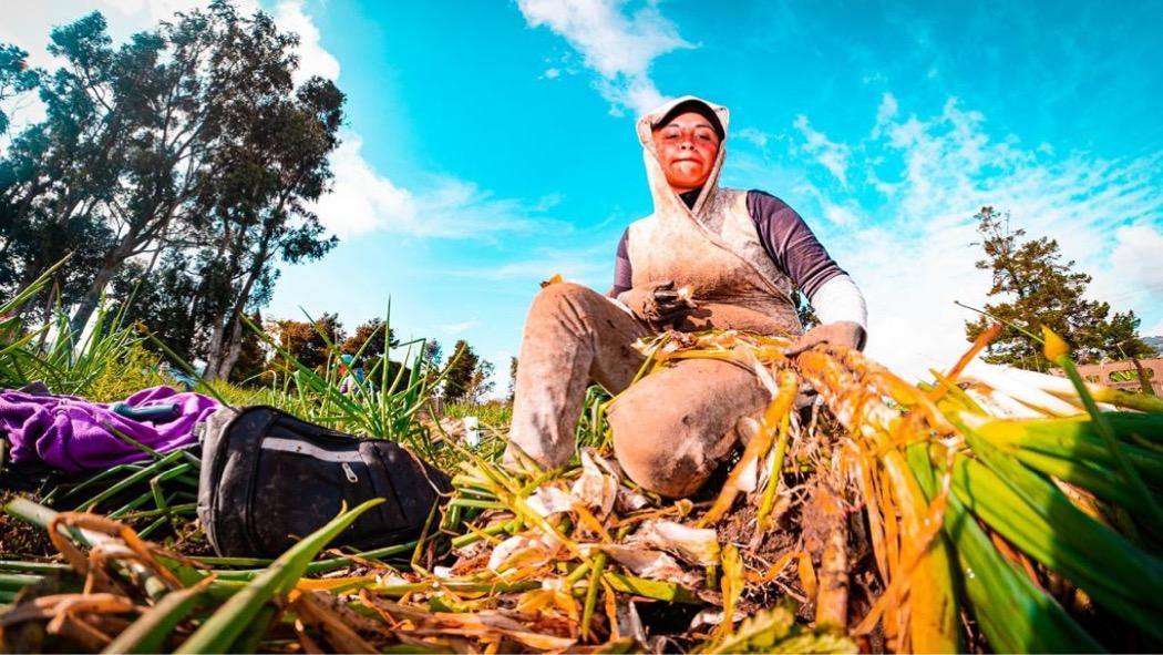 La Región Central (Bogotá, Boyacá, Cundinamarca, Huila, Meta y Tolima) son el 30% de la producción agropecuaria de Colombia. Es por eso que las compras públicas serían un nuevo canal de comercialización para los pequeños productores. Foto: RAP-E