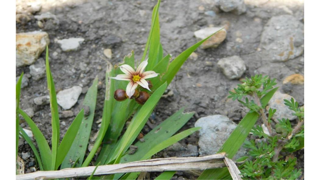 Es importante reconocer las especies de flora que hay en Bogotá para poder protegerlas. Foto: Secretaría de Ambiente.