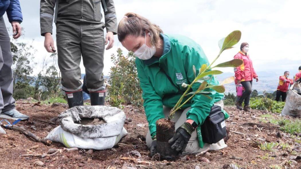 Imagen de la plantación de árboles.