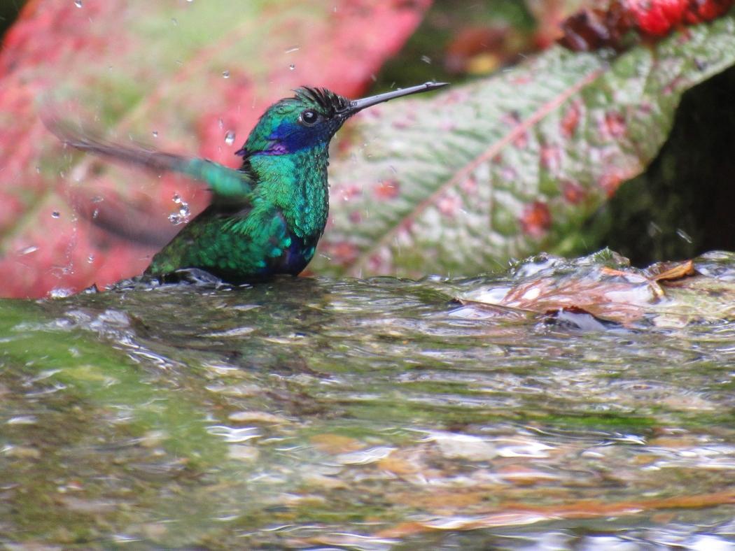 Colibri coruscans- Colibrí chillón. Foto: Empresa de Acueducto y Alcantarillado de Bogotá