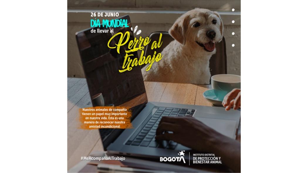 El 26 de junio se celebra este Día con el fin de crear conciencia del papel tan importante que tienen los perros en la vida de sus cuidadores. Pieza: IDPYBA