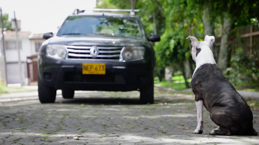 No seas indiferente, 'pisa el freno', recuerda que hay vida en la vía. Foto: Instituto de Protección Animal.