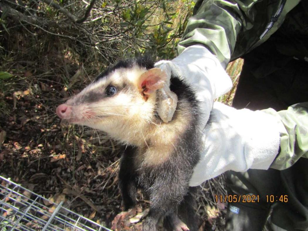 Una de las metodologías del monitoreo es la observación directa de especies reportadas. Foto: Secretaría de Ambiente 