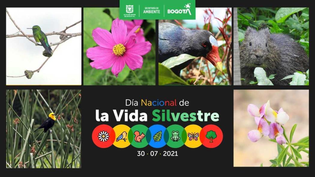 El Día Nacional de la Vida Silvestre busca proteger y conservar las especies que cada día se ven amenazadas por la intervención de los seres humanos. Pieza: SDA