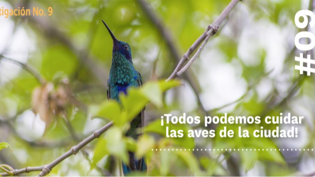 En un recorrido por parques de la ciudad pueden avistarse entre 15 y 20 especies de aves. Foto: IDPYBA