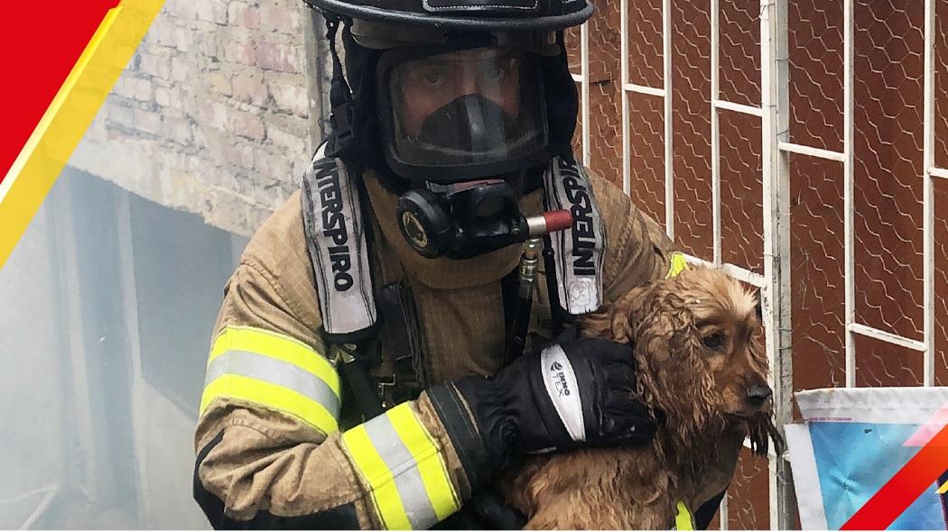 Los bomberos recomiendan en primera instancia tener listo un kit y un botiquín de primeros auxilios para las mascotas