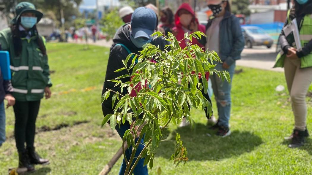 Persona sembrando un árbol.