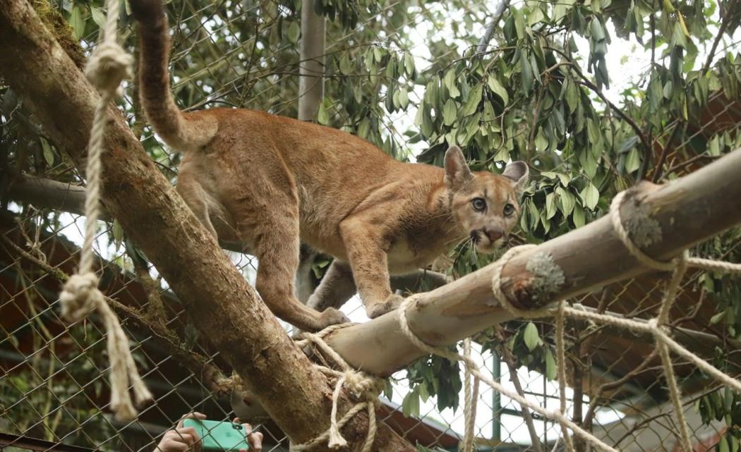 La #RutaDeLaEsperanza llevó al felino hasta el departamento de Boyacá donde continuará su proceso de rehabilitación. Foto: SDA.