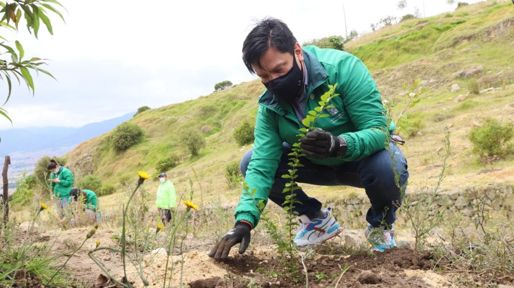 Plantación de árboles en Ciudad Bolívar