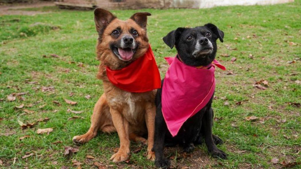 Como dueño tienes la obligación de brindar todos los cuidados necesarios para una óptima calidad de vida de tu animal de compañía. Foto: IDPYBA 