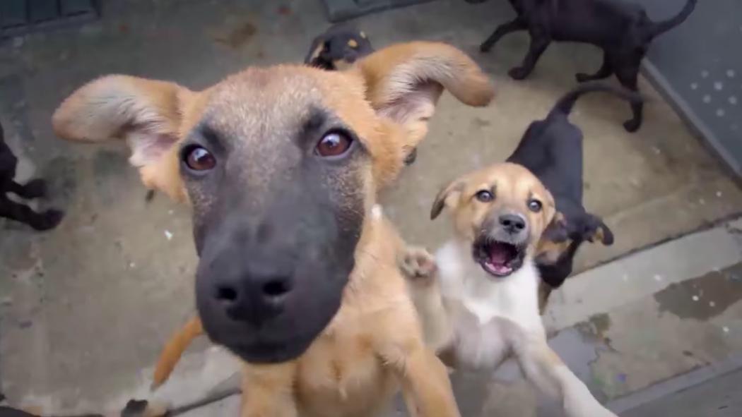 Si por alguna razón no puedes tener el animal en tu casa la mejor opción es que lo entregues en adopción para alguien más se haga cargo de su cuidado. Foto: IDPYBA