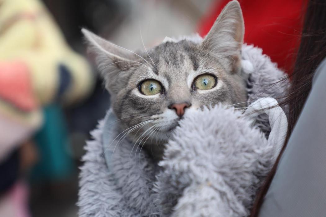 Las esterilizaciones son para perros y gatos que conviven en estratos 1, 2 y 3 y para animales de compañía en condición de calle o de cuadra. Foto: IDPYBA