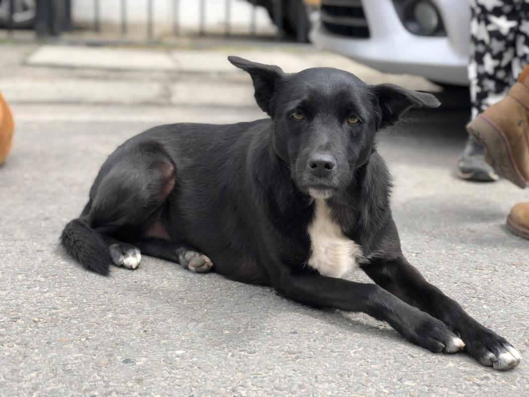 ¿Cómo mandar a esterilizar un perro en condición de calle en Bogotá?