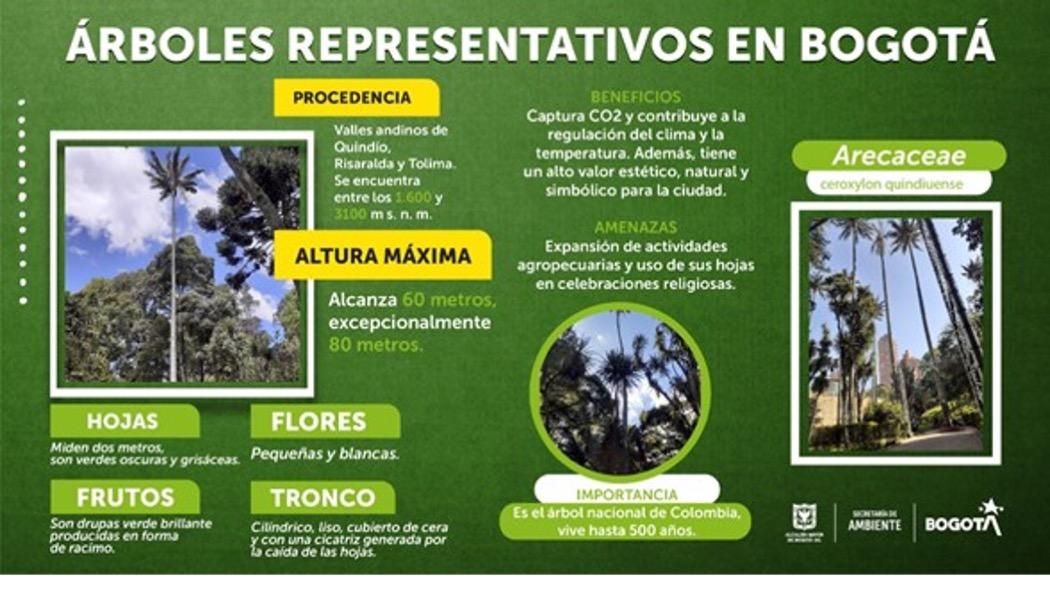 Los árboles captan y recargan las fuentes de agua, liberan el oxígeno y capturan el dióxido de carbono. Pieza: Secretaría de Ambiente