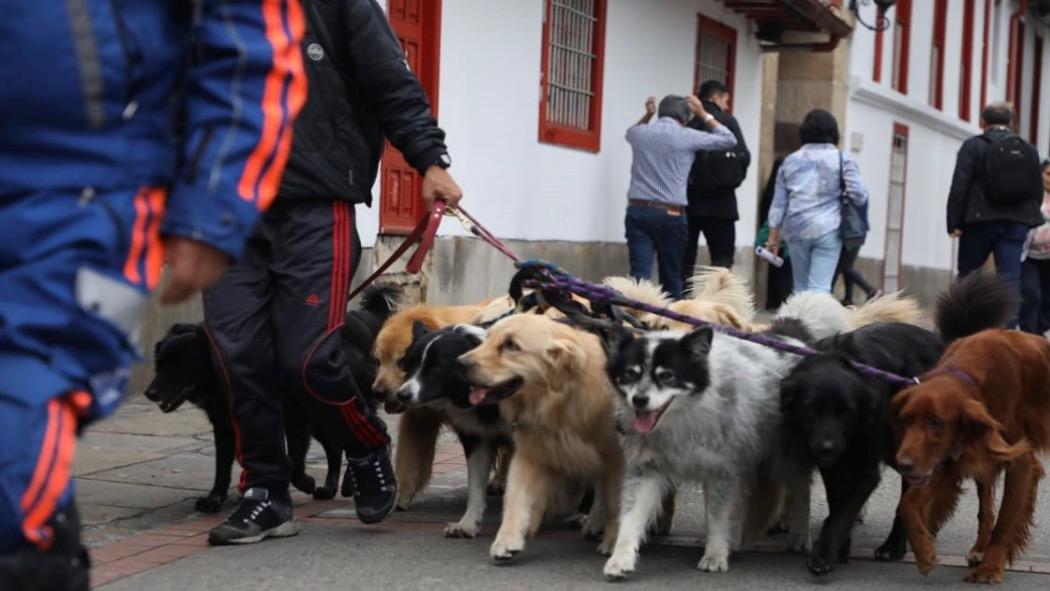 Condiciones que deben cumplir los paseadores de perros en Bogotá