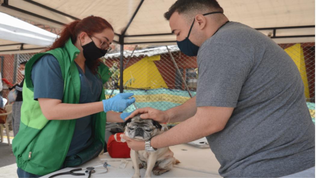 Debes llevar una fotocopia de tu cédula y de un recibo público de los estratos 0,1,2 y 3 donde reside el animal. Foto: IDPYBA